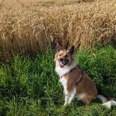 Hundetreffen-Hundetreffen Gassi gehen spielen und trainieren :)-Bild