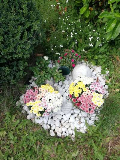 Unsere Fellnasen im Regenbogenland-Beitrag-Bild