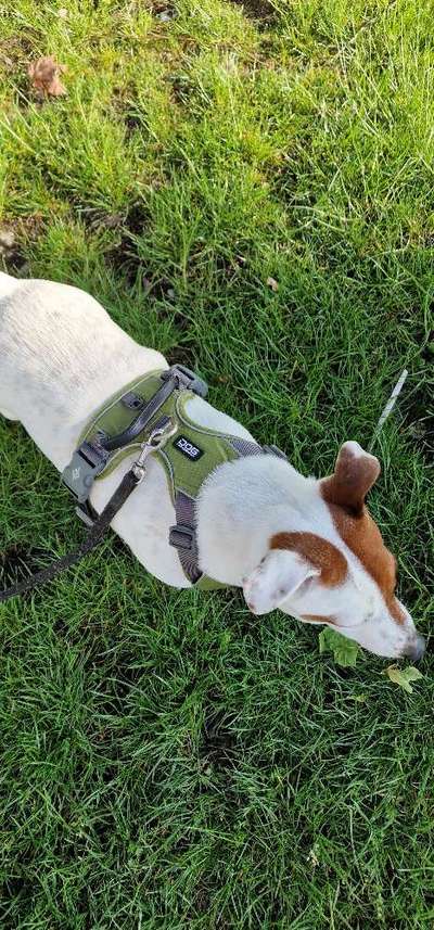 Y-Geschirr schädlich für den Hund?-Beitrag-Bild