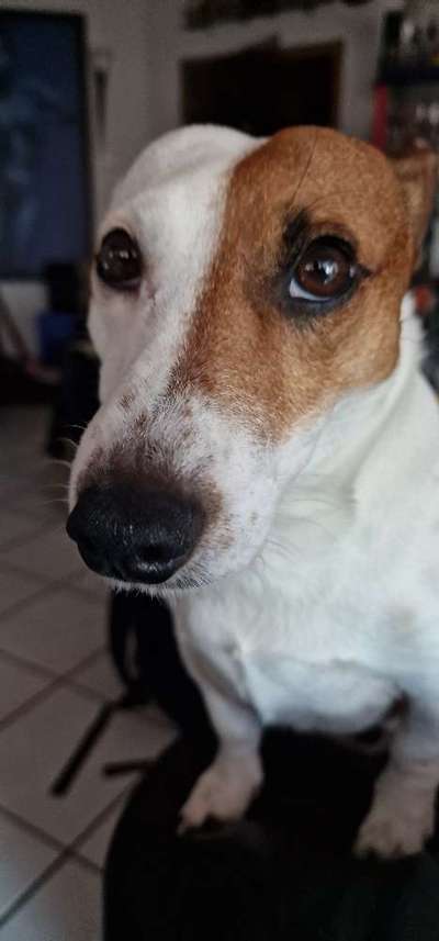 Hunde Porträt (Portrait) Galerie....-Beitrag-Bild