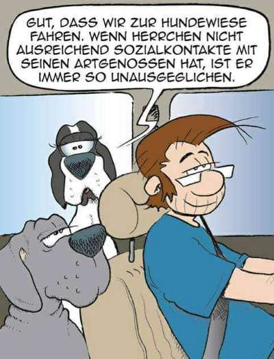 Hunde Memes-Beitrag-Bild