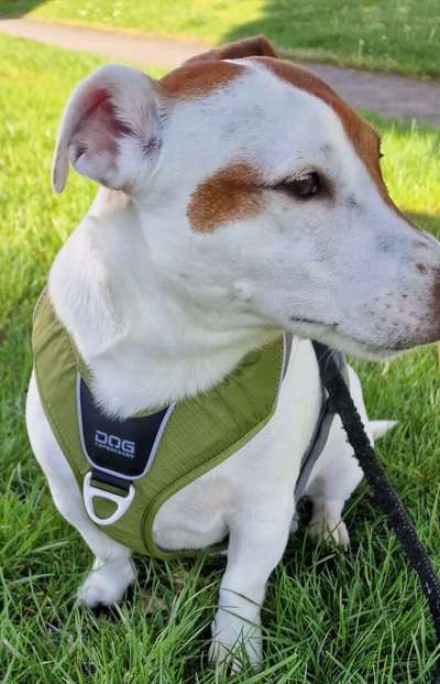 Jack Russell Terrier-Beitrag-Bild