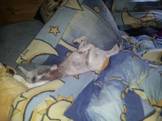 Hunde Memes-Beitrag-Bild