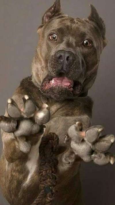 Hunde Memes-Beitrag-Bild