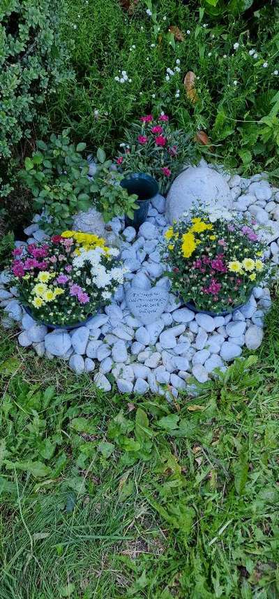 Unsere Fellnasen im Regenbogenland-Beitrag-Bild