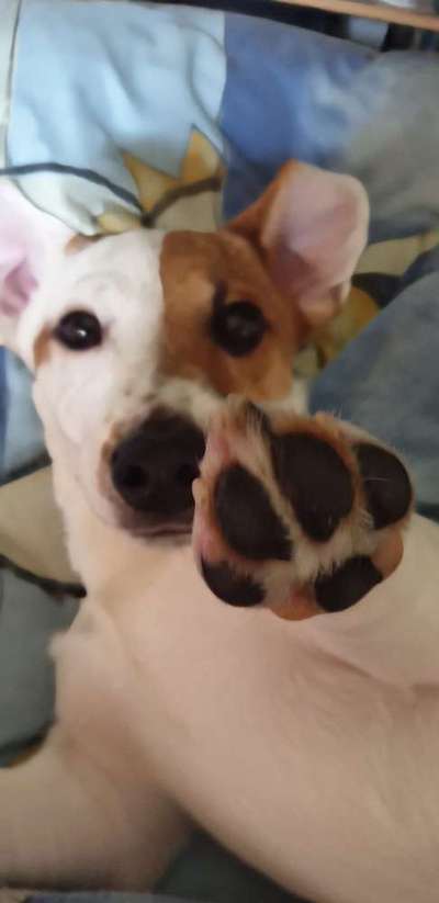 Welpen Bilder !-Beitrag-Bild