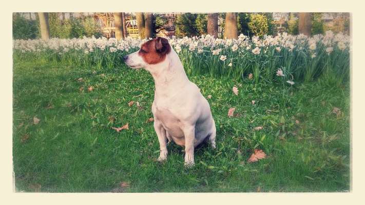 Unsere Fellnasen im Regenbogenland-Beitrag-Bild