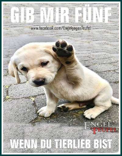 Hunde Memes-Beitrag-Bild