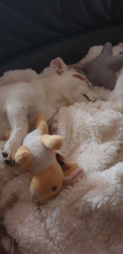 Welpen Bilder !-Beitrag-Bild