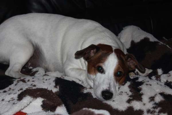 Hunde Memes-Beitrag-Bild