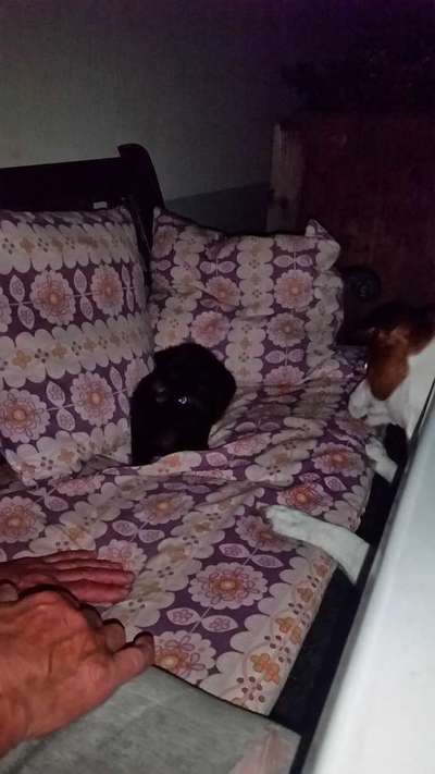 Hunde Memes-Beitrag-Bild