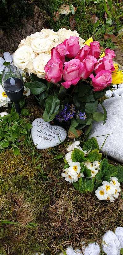 Unsere Fellnasen im Regenbogenland-Beitrag-Bild