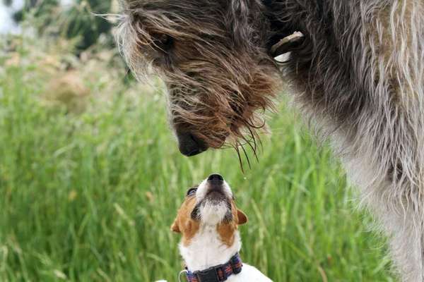 Hunde Memes-Beitrag-Bild