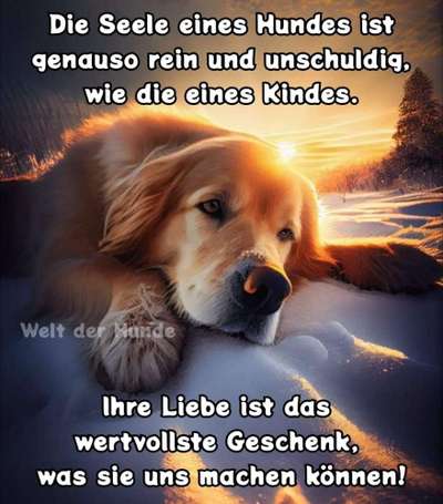 Unsere Fellnasen im Regenbogenland-Beitrag-Bild