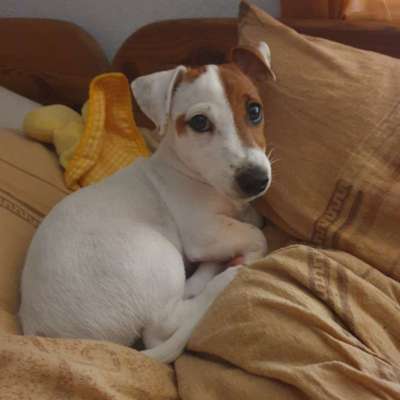 Welpen Bilder !-Beitrag-Bild