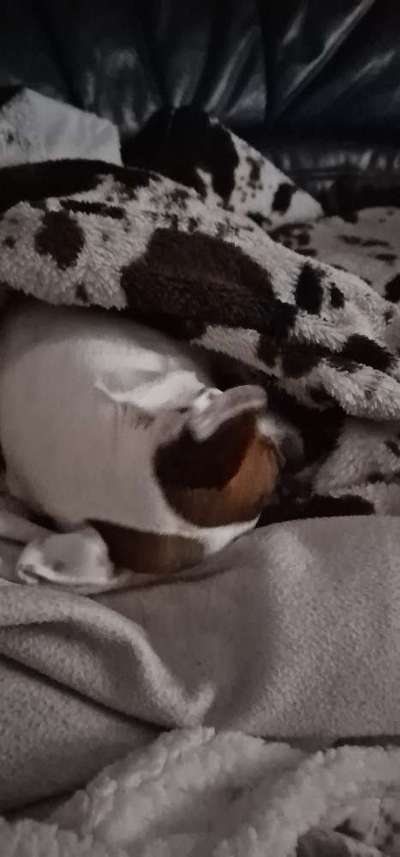 Dogorama Photo Challenge - Versteckspiel-Beitrag-Bild