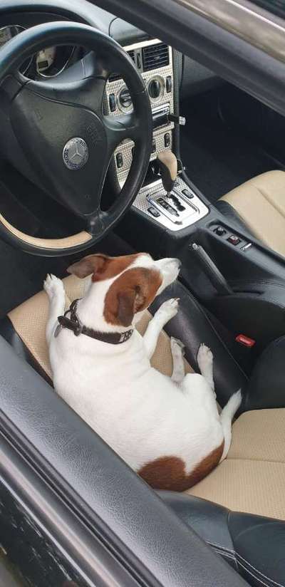 Hunde Memes-Beitrag-Bild