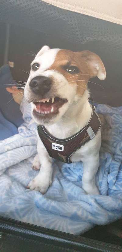 Welpen Bilder !-Beitrag-Bild