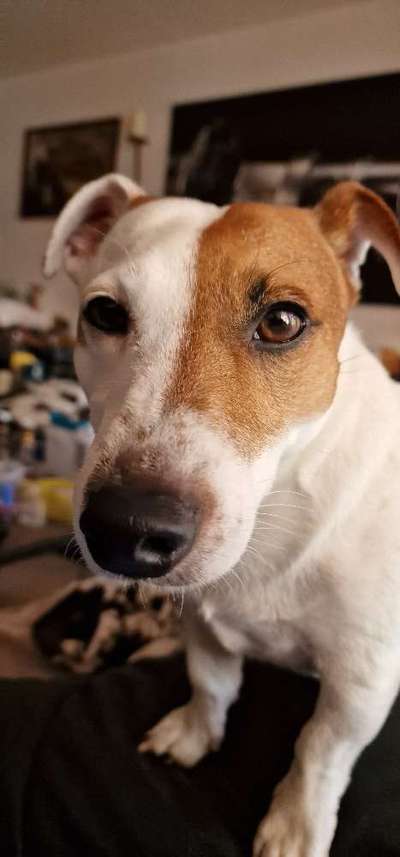 Zeigt mir die tollste Nahaufnahme von eurer Fellnase-Beitrag-Bild