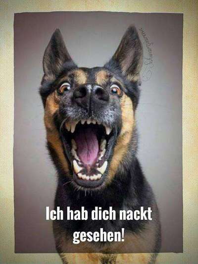 Berührende Hunde Bilder/Videos-Beitrag-Bild