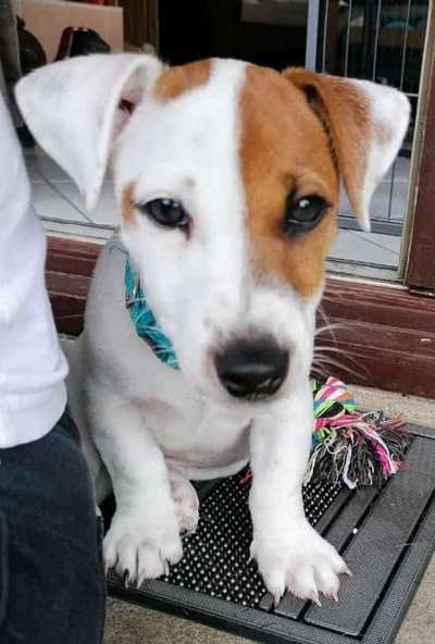 Großer oder kleiner Hund ?-Beitrag-Bild