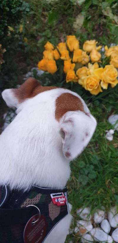 39. Collagen Challenge - Dein Hund auf einer Wiese-Beitrag-Bild