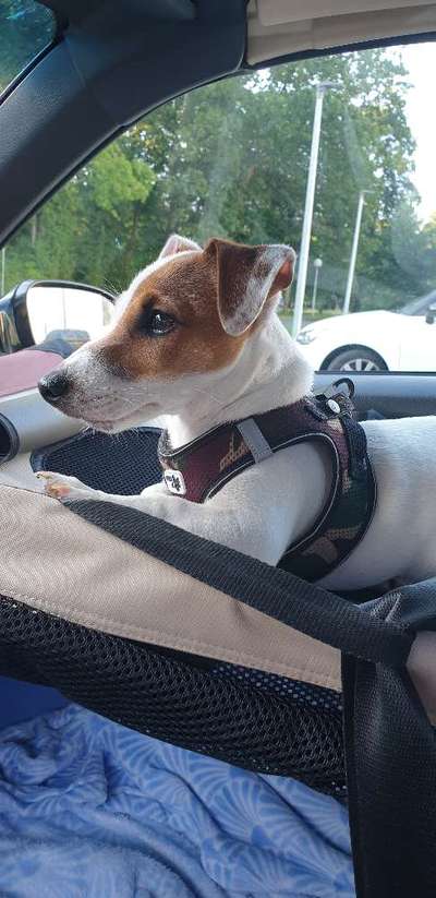 Welpen Bilder !-Beitrag-Bild