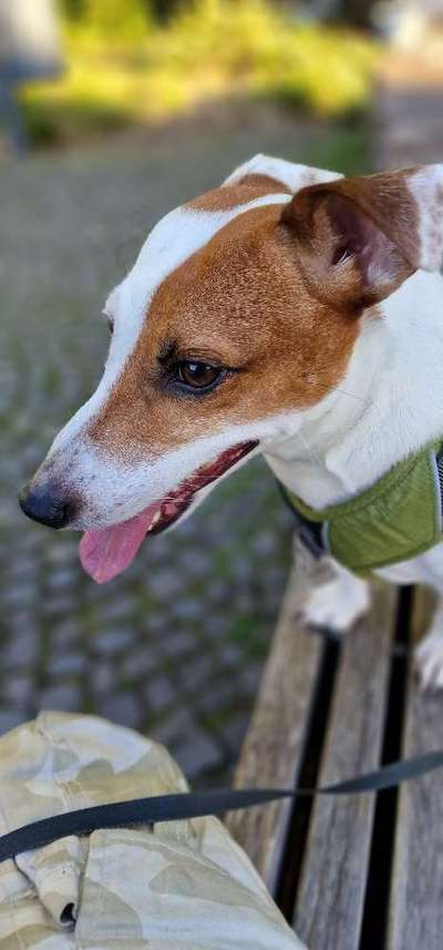 Hunde Porträt (Portrait) Galerie....-Beitrag-Bild