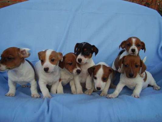 Hunde Memes-Beitrag-Bild