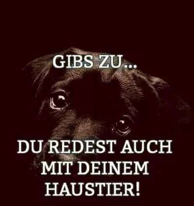 Hunde Memes-Beitrag-Bild