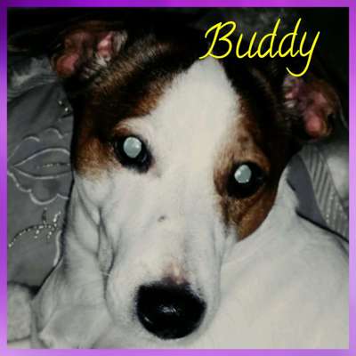 Unsere Fellnasen im Regenbogenland-Beitrag-Bild