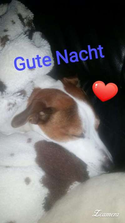 Hunde Memes-Beitrag-Bild