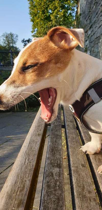 146. Foto Challenge: Maulaufreisser-Beitrag-Bild