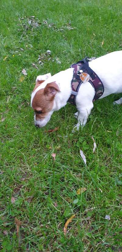 39. Collagen Challenge - Dein Hund auf einer Wiese-Beitrag-Bild