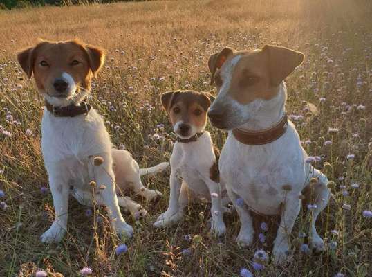 Hunde Memes-Beitrag-Bild