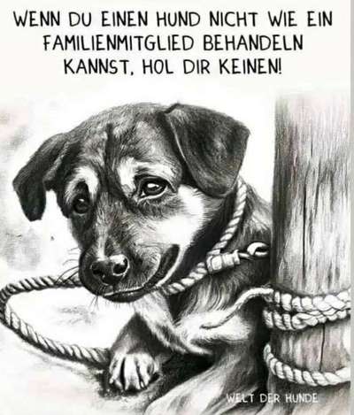 Hunde Memes-Beitrag-Bild