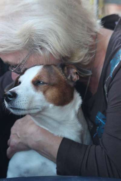 Unsere Fellnasen im Regenbogenland-Beitrag-Bild