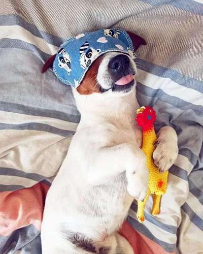 Dogorama Photo Challenge - Versteckspiel-Beitrag-Bild