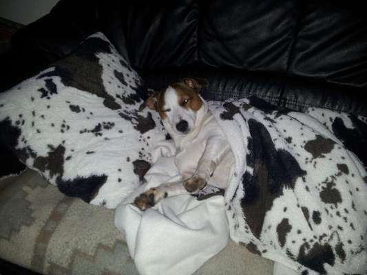 Hunde Memes-Beitrag-Bild