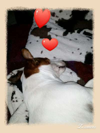 Hunde Memes-Beitrag-Bild