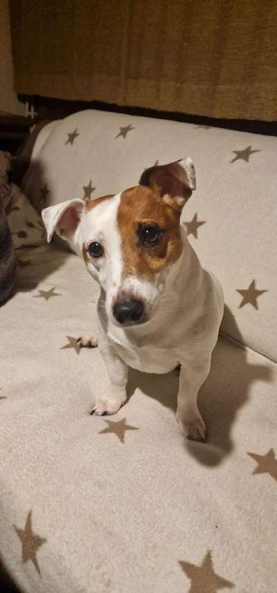 Jack Russel Terrier-Beitrag-Bild