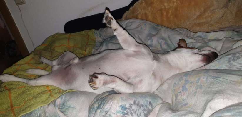 Darf der Hund bei Euch im Bett schlafen?-Beitrag-Bild