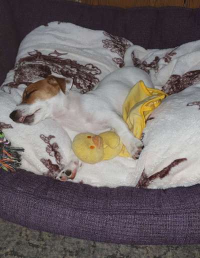 Wie seid ihr zu eurem Welpen gekommen?-Beitrag-Bild