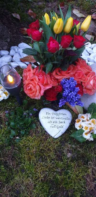 Unsere Fellnasen im Regenbogenland-Beitrag-Bild