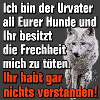 Hunde Memes-Beitrag-Bild