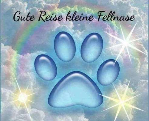 Unsere Fellnasen im Regenbogenland-Beitrag-Bild