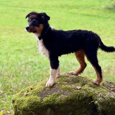 Hundetreffen-Junghund sucht Kontakt zu Artgenossen-Bild