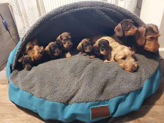 Dogorama Photo Challenge - besondere Eigenschaften-Beitrag-Bild