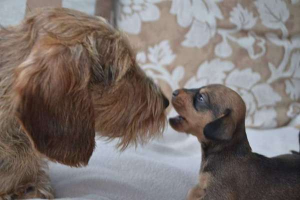 Dogorama Photo Challenge - besondere Eigenschaften-Beitrag-Bild