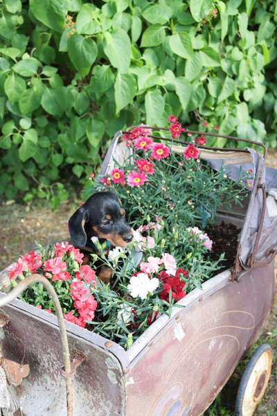 Dogorama Photo Challenge - die ersten Frühjahrsblumen-Beitrag-Bild